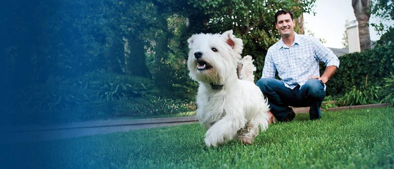 Small white dog wearing an Invisible Fence Brand collar plays in yard with man in background.