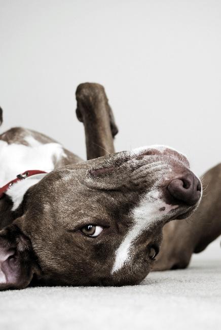 Even the most patriotic dogs and cats aren’t fond of Independence Day fireworks