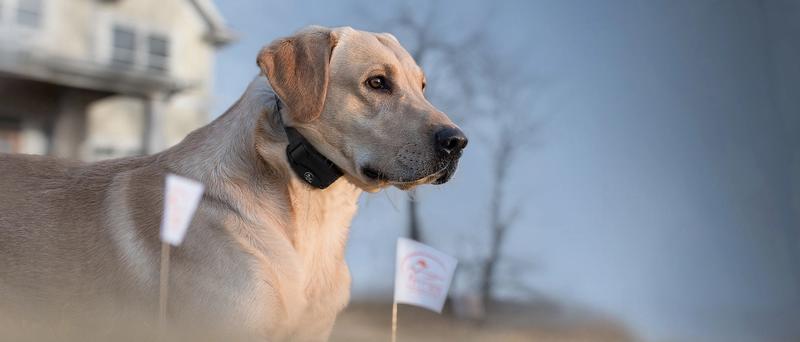 Yellow lab dog wearing SportDOG containment collar