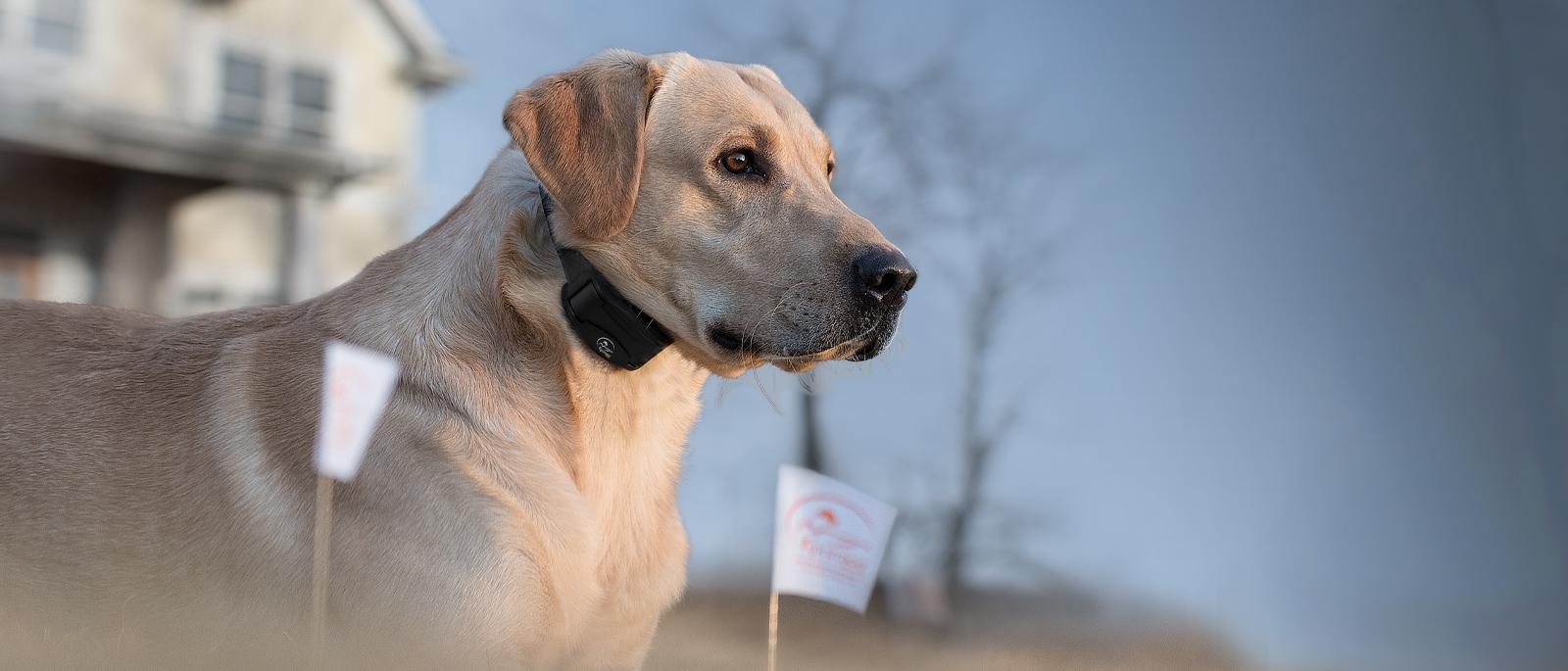 In-Ground Fencing - Designed For Sporting Dogs - SportDOG