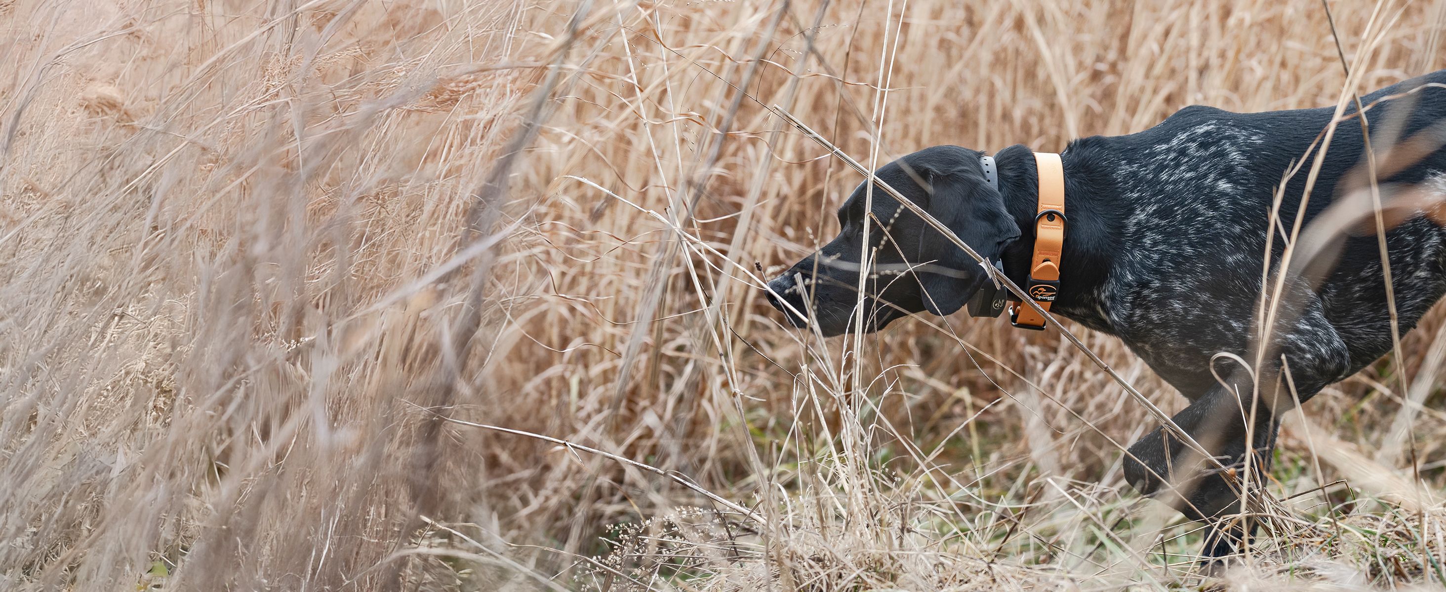 black GSP on point in brush wearing SportDOG e-collar and rugged utility collar