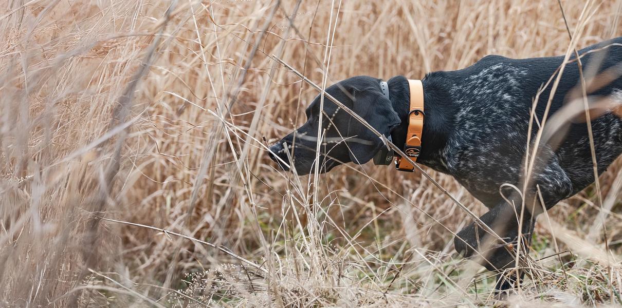 black GSP on point in brush wearing SportDOG e-collar and rugged utility collar