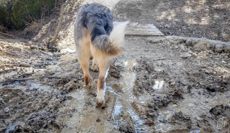 Keeping the Car Clean After a Muddy Hike