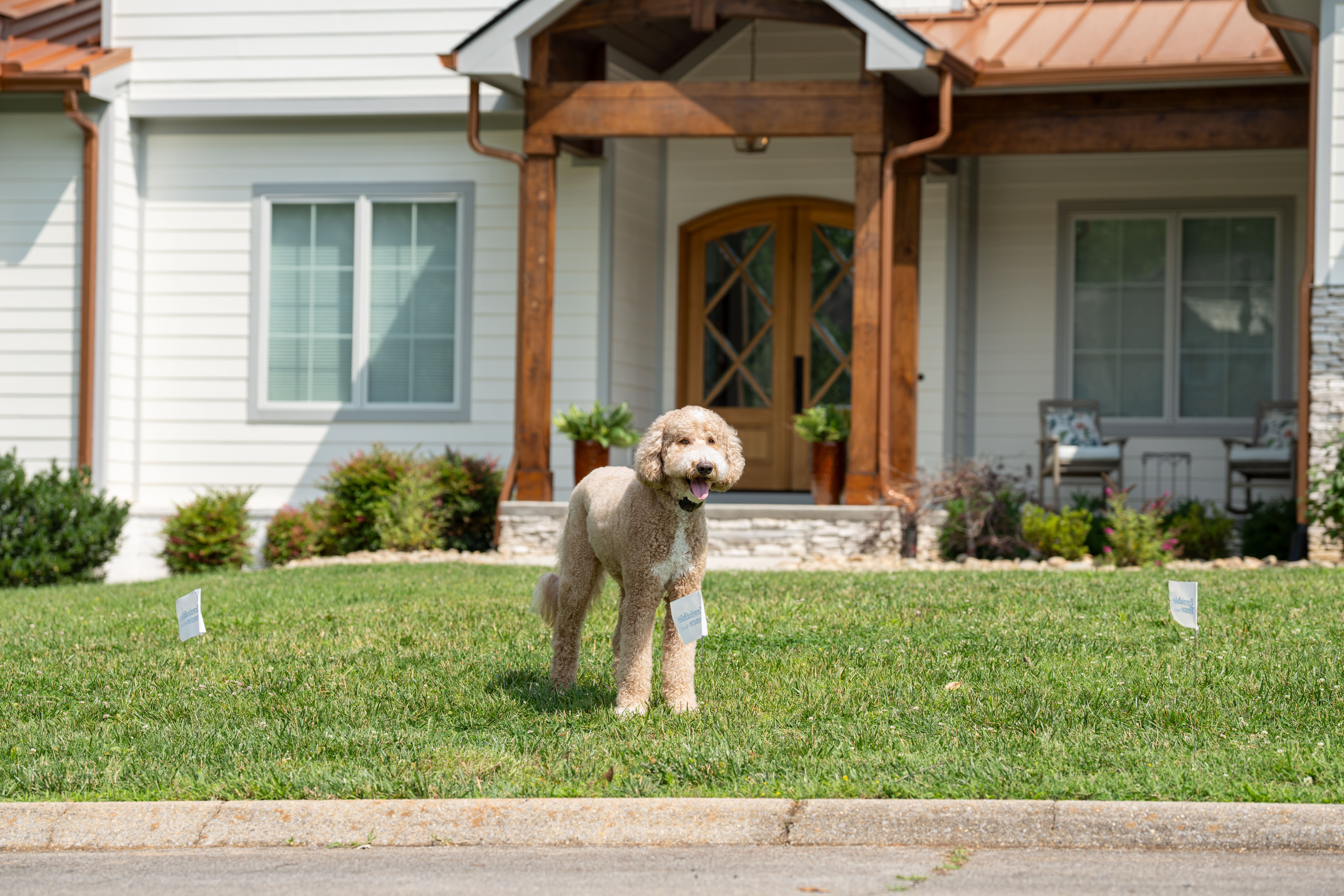dog safely enjoying yard with invisible fence brand boundary plus and outdoor shields plus system