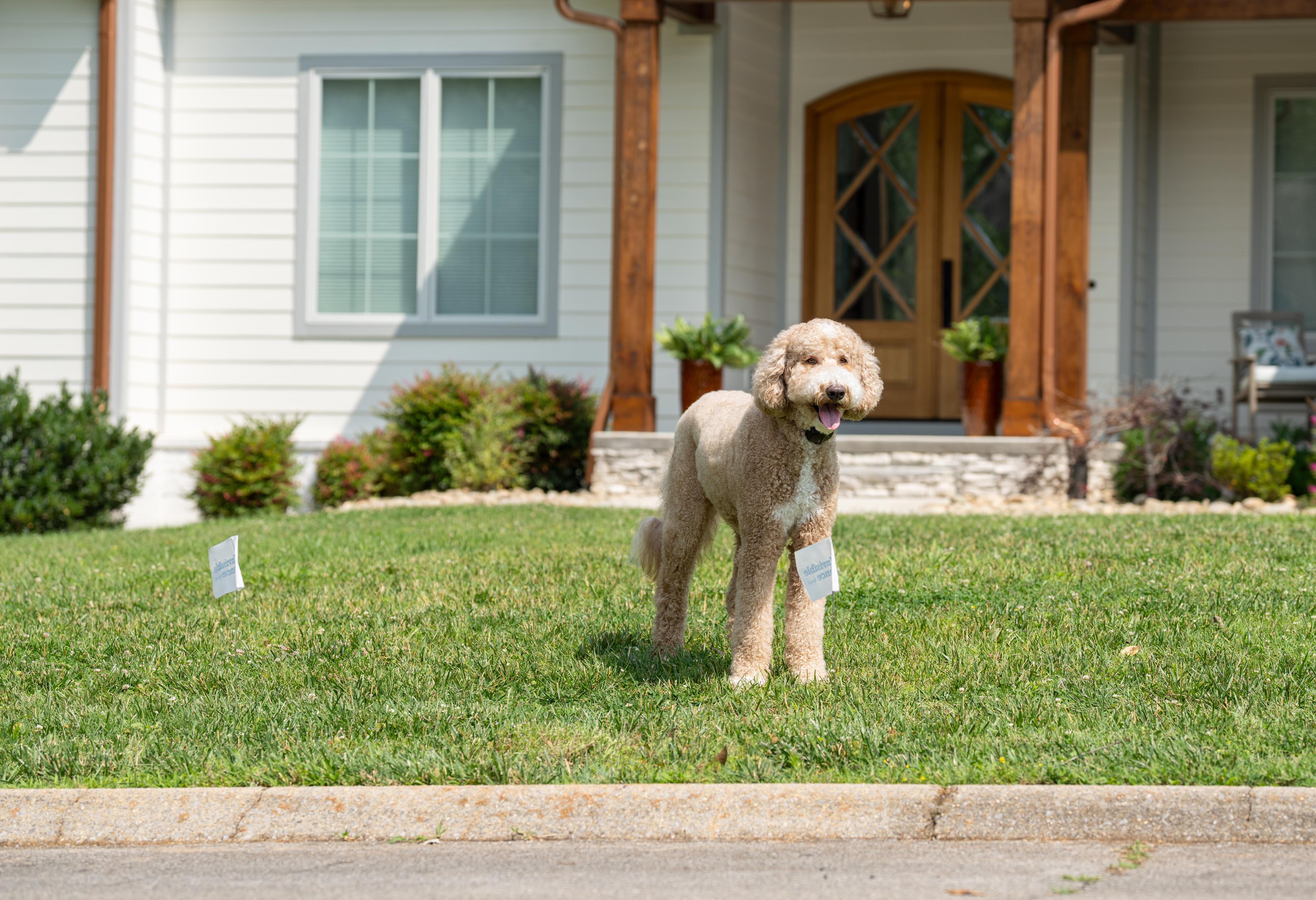 dog safely enjoying yard with invisible fence brand boundary plus and outdoor shields plus system