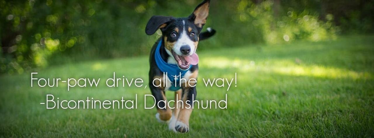 Dachshund quote