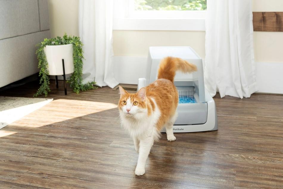 The 7 Best Ways to Control Litter Box Odor | PetSafe®