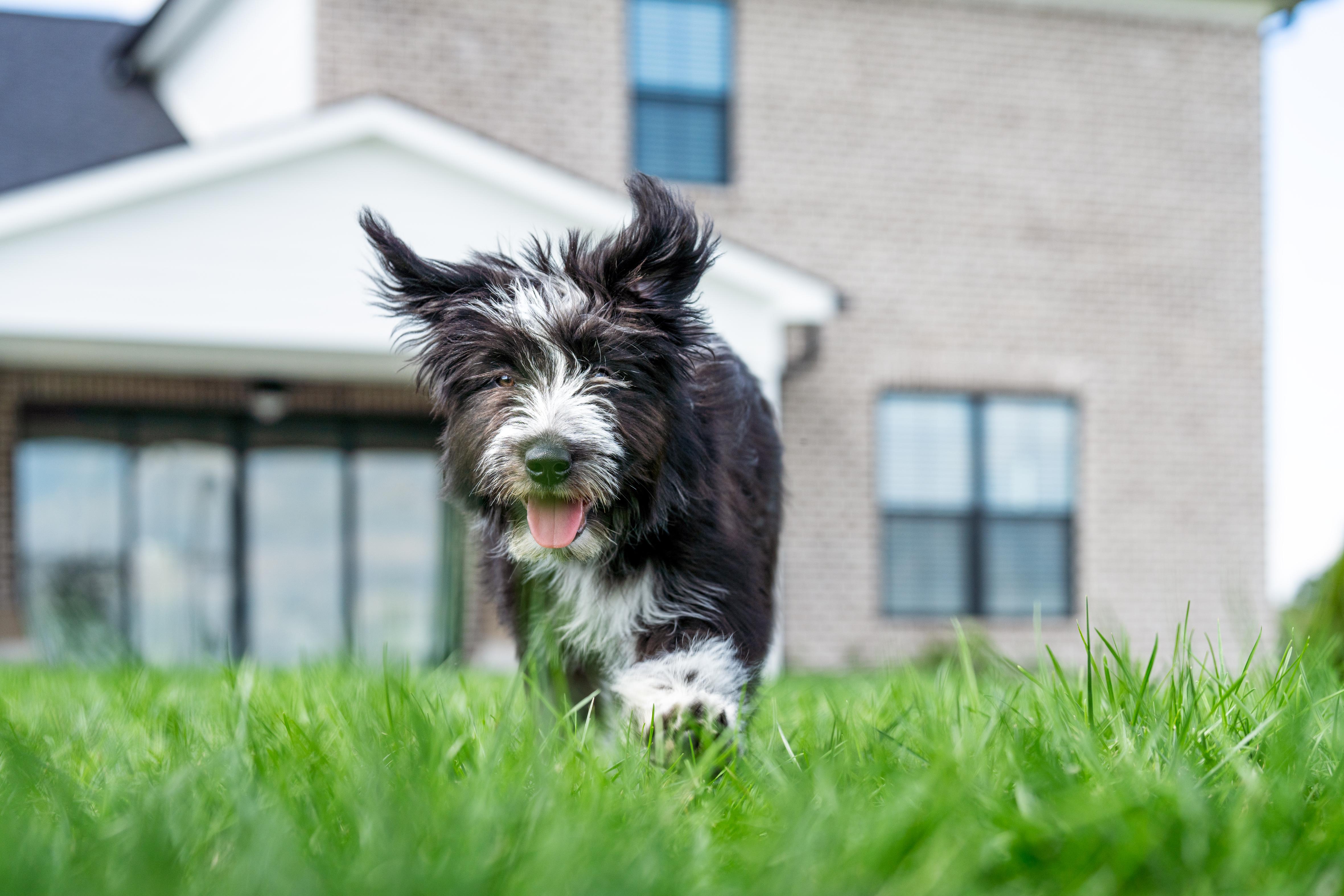 Young dog running in yard
