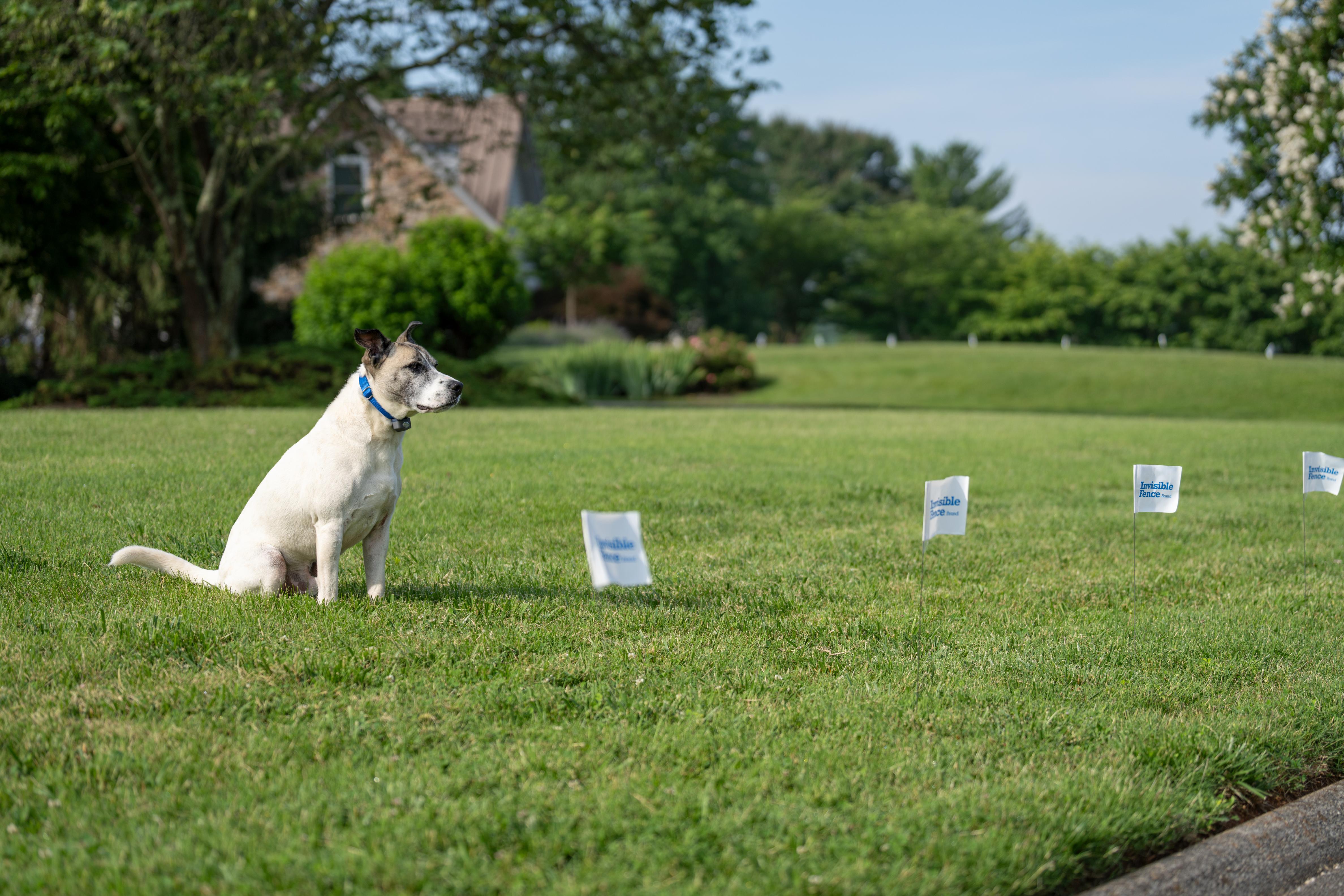 Goldendoodle plays in yard with invisible fence flags in the foreground