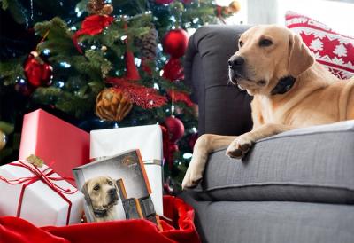 Dog by the Christmas tree wearing a SportDOG e-collar