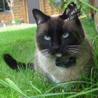 Himalayan cat