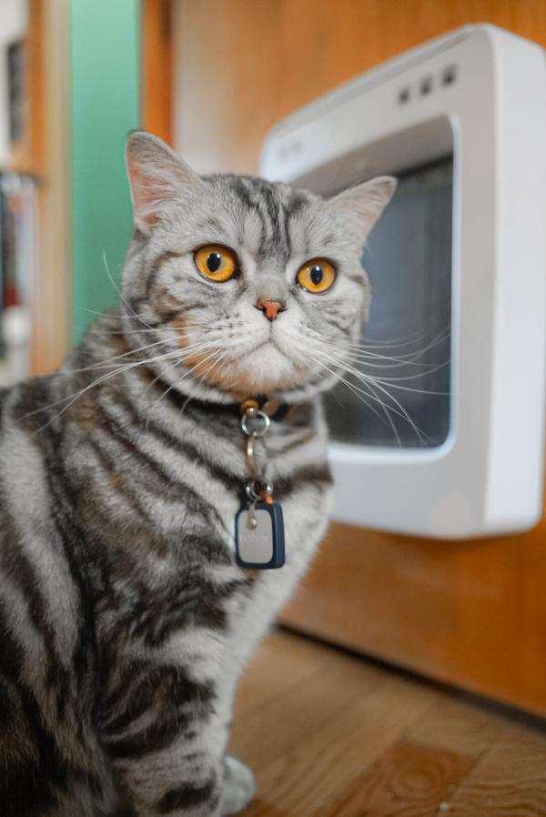 Gray cat with orange eyes wearing the PetSafe SmartDoor Key and standing next to the PetSafe Connected SmartDoor installed in the human door.
