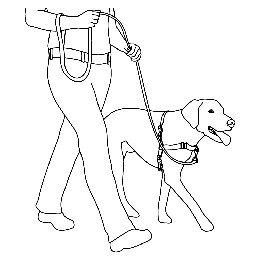 how-to-train-dog-easy-walk-harness-training-illustration3