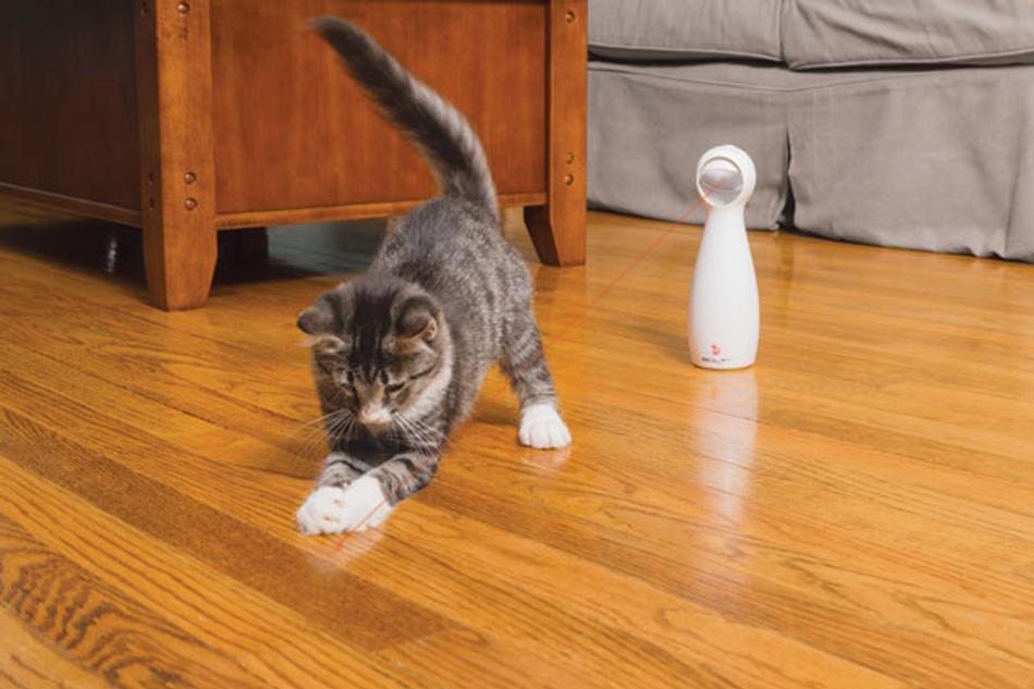 Why do Cats Love Laser Toys?
