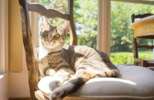 Why won't my pet drink from his water bowl?