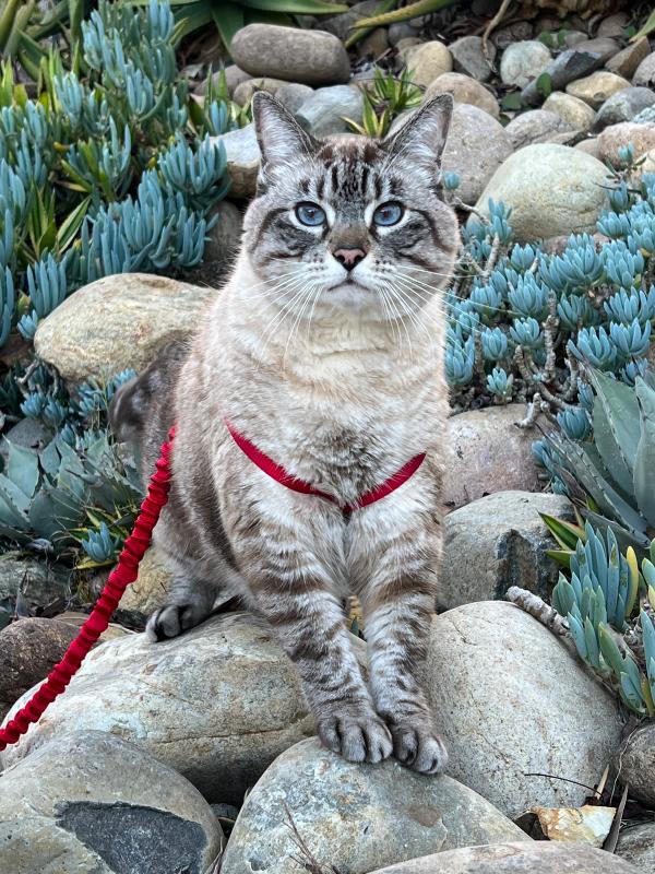 Gray and white cat sitting outside on rocks wearing a red PetSafe Come with Me KItty Harness.