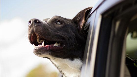 Tips for Traveling with a Dog That is Sight or Hearing Impaired 