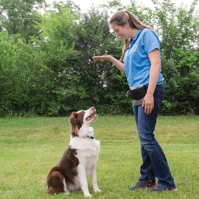 3 Helpful Commands to Teach Your Dog