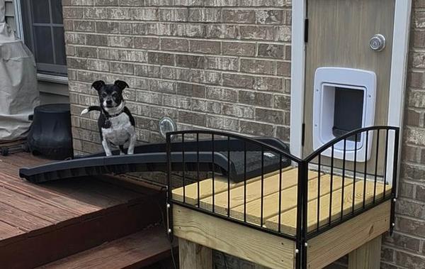 Small dog standing outside of SmartDoor