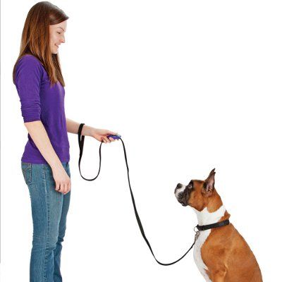 teach dog to heel with clicker