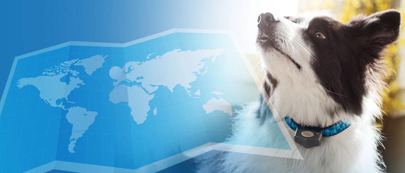 Dog and map of world.