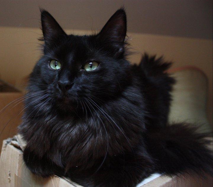 Turkish Angora Black Cat