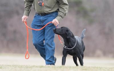Yellow lab holding SportDOG orange canvas dummy in mouth as handler reaches down to grab.