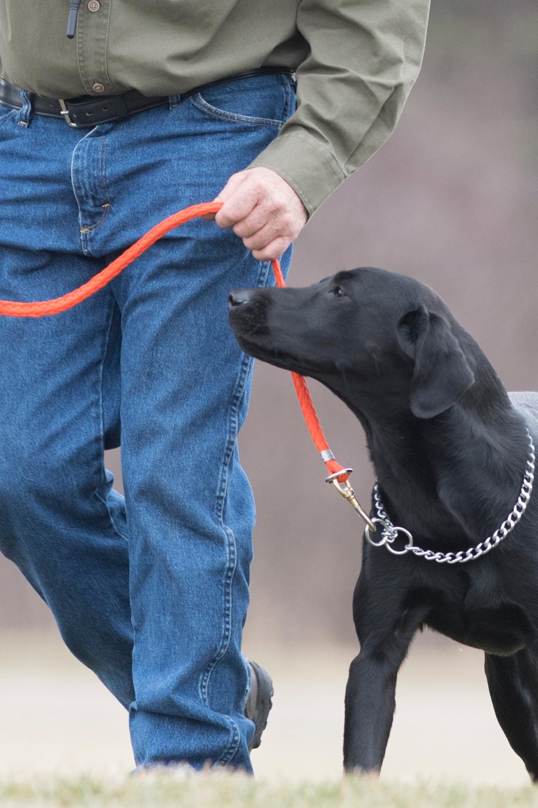 Pro Trainer Tom Dokken teaching a dog how to walk at heel
