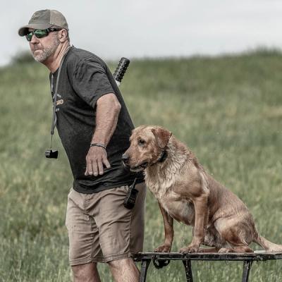 Yellow lab sitting on stand while trainer Chris Akin throws training dummy