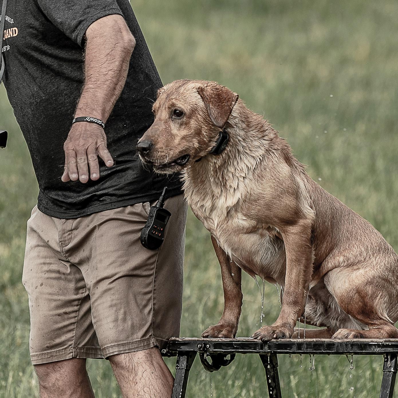 Keeping Steady at Retriever Trials