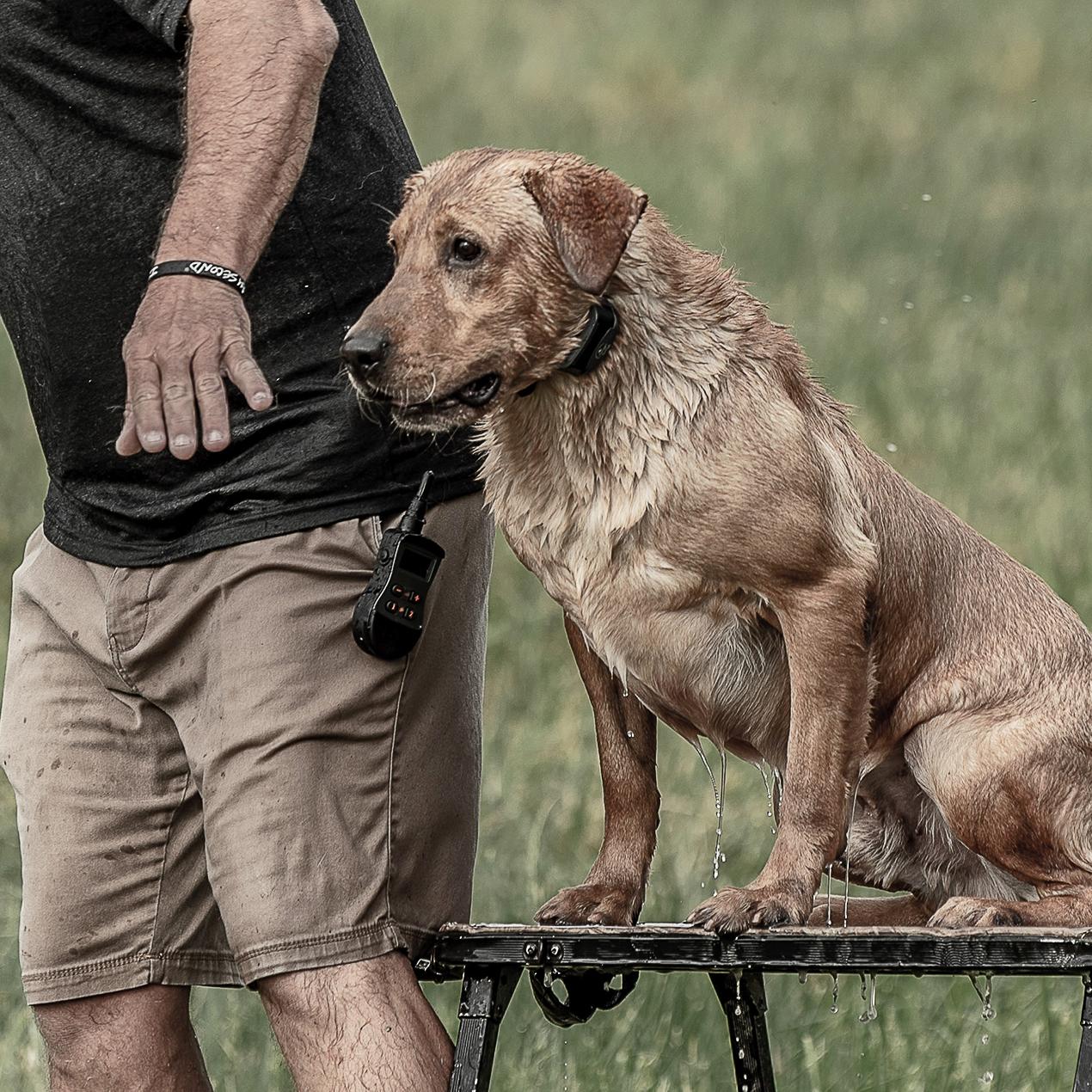 Mid-Season Tune-Ups for Your Retriever