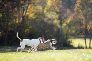 dogs with petsafe collars running