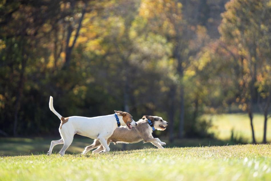 dogs with petsafe collars running