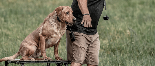 Man training with labrador