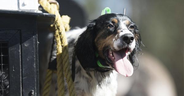 setter panting next to dog crate.