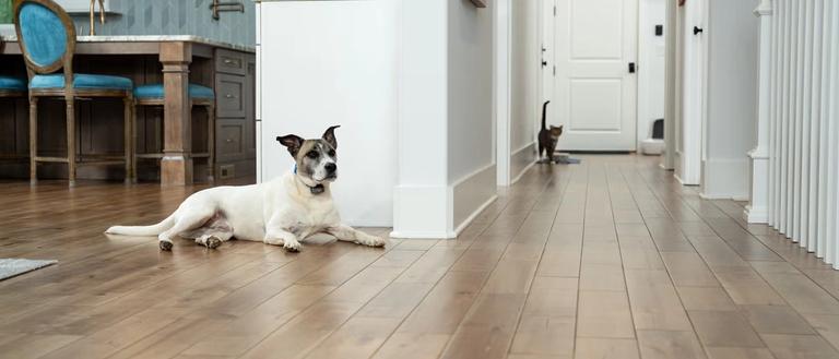 Dog stays out of cat box with indoor dog fence