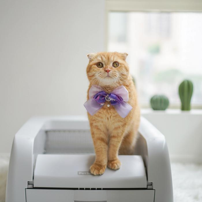 good kitty and self-cleaning litter box