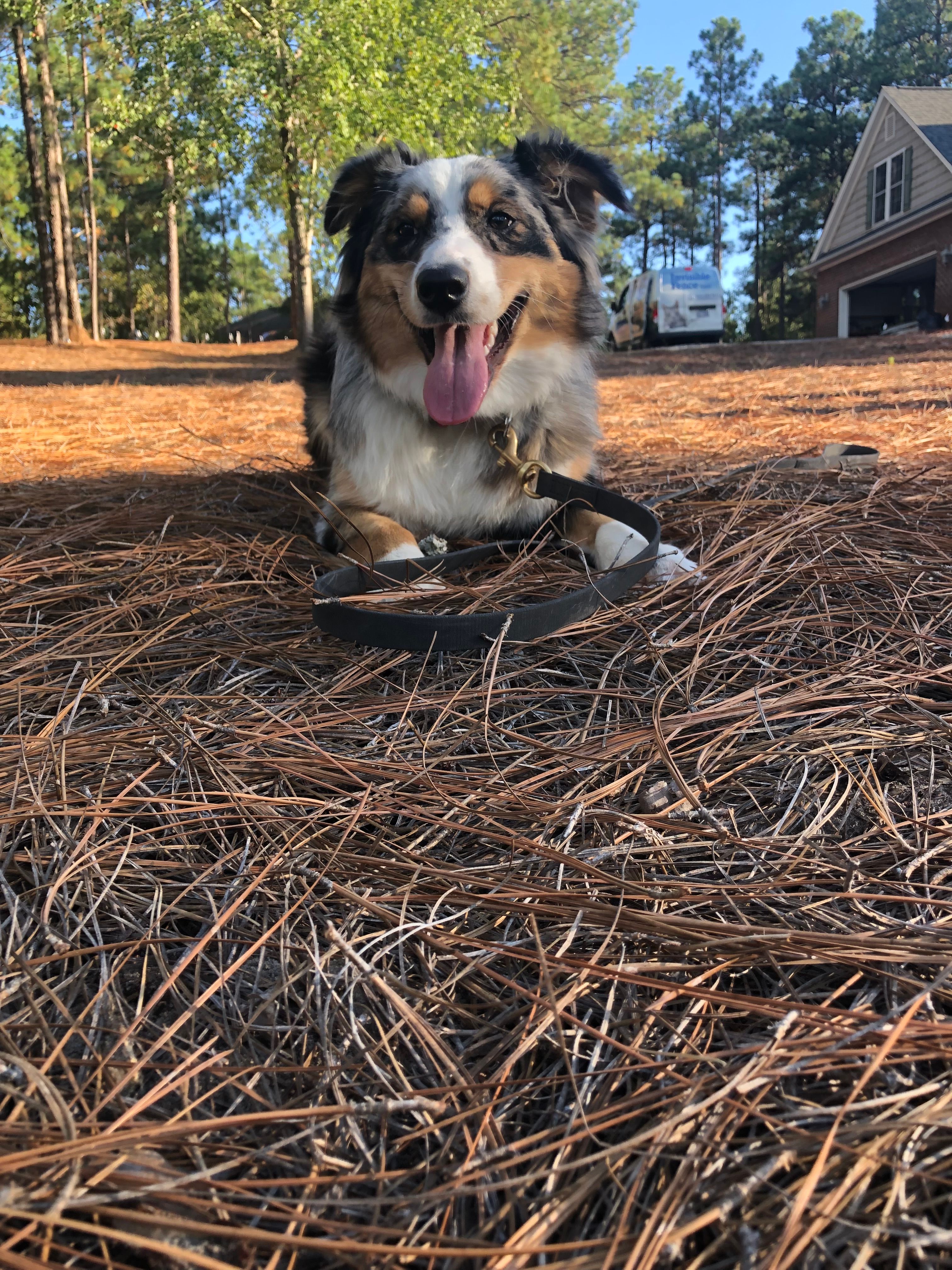 Australian Shepherd lounges in yard with invisible fence collar 