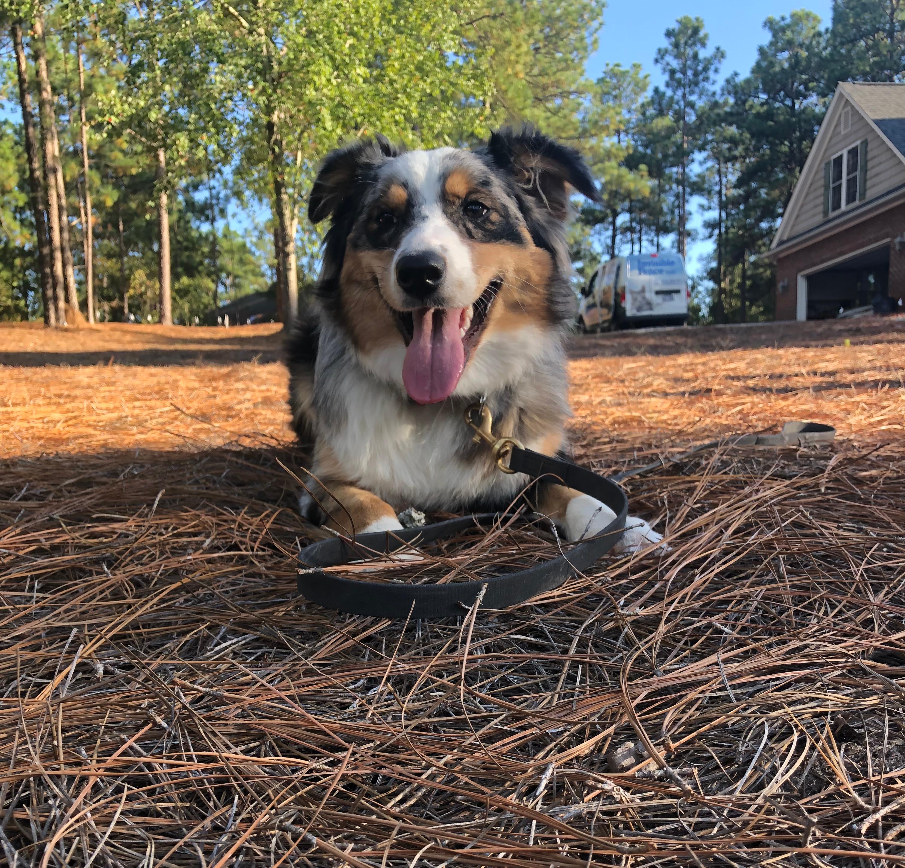Australian Shepherd lounges in yard with invisible fence collar