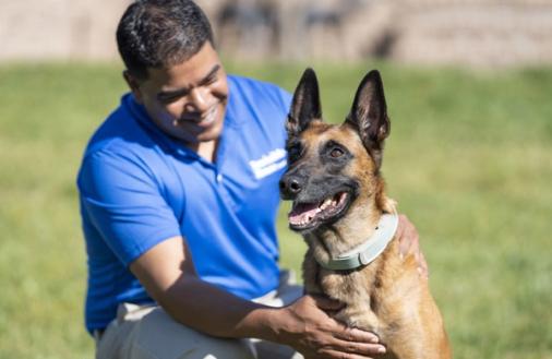 certified invisible fence brand trainer working with dog during professional training session