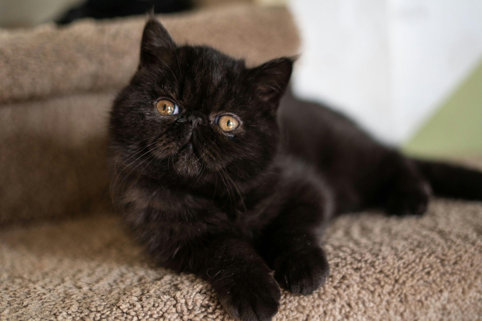 exotic shorthair black cat
