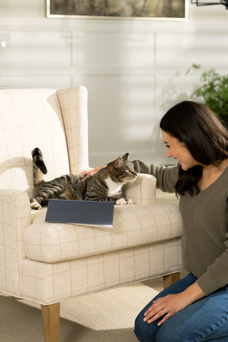 Cat sitting in wingback chair being pet by woman