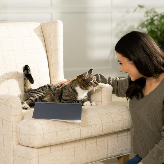 Cat sitting in wingback chair being pet by woman