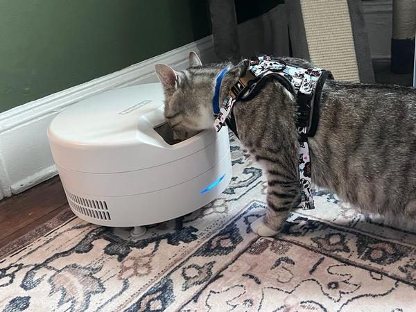 Striped cat eating from white FreshFeed