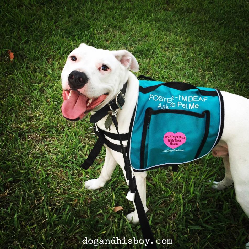 guide dog training