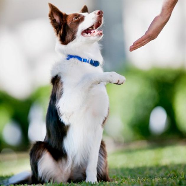 Domesticating the Dog: The History of Man’s Best Friend | PetSafe®