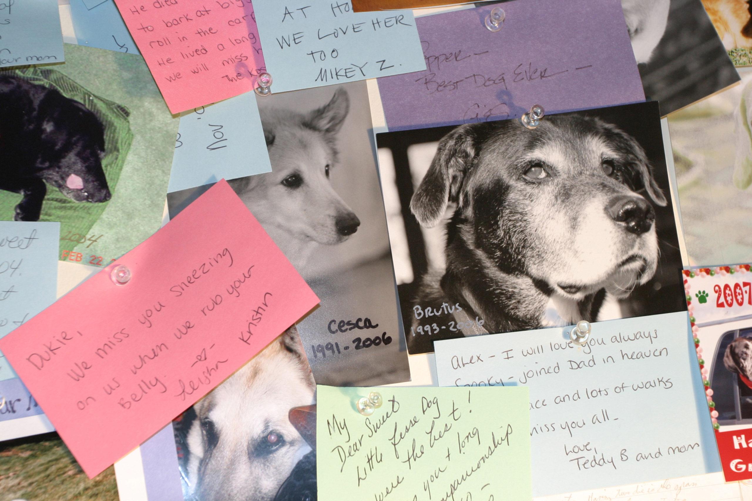 Dog_Chapel_5