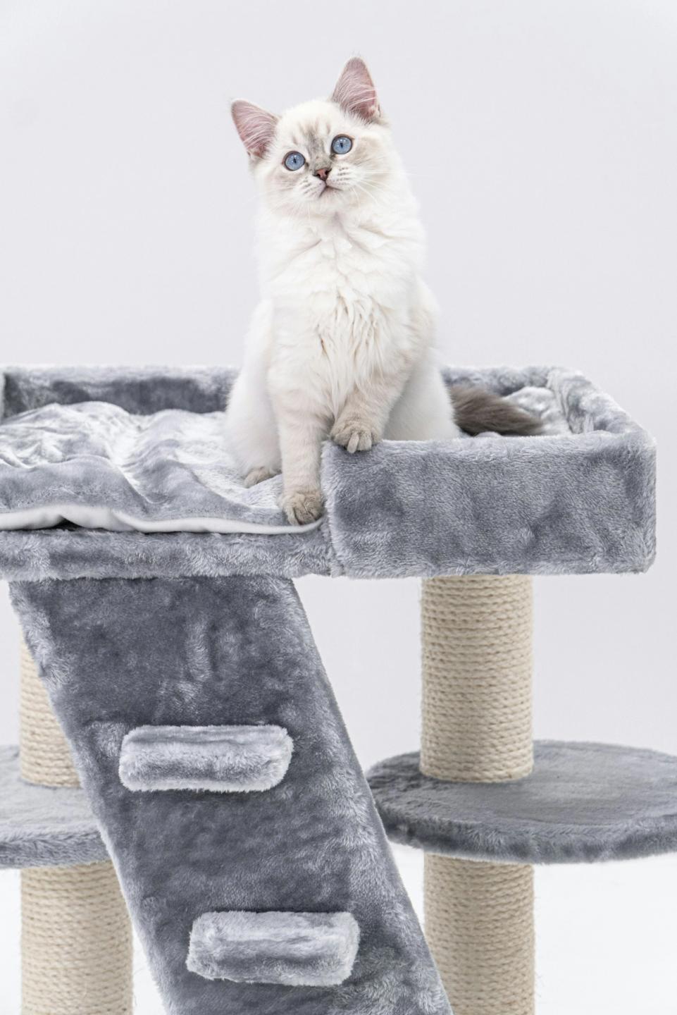 Ragdoll White Cat