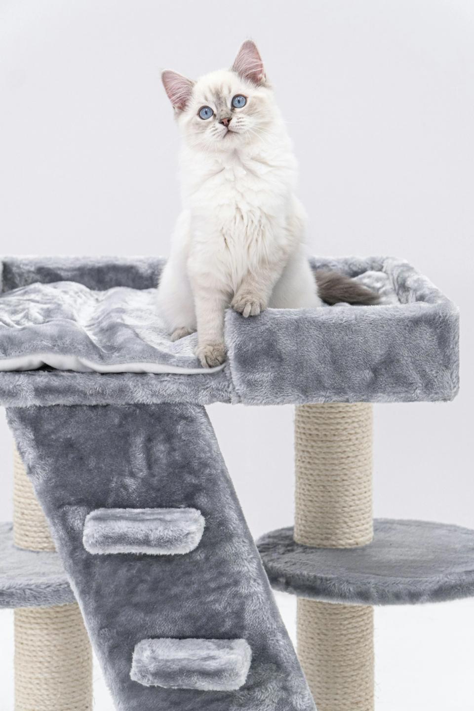 Ragdoll White Cat