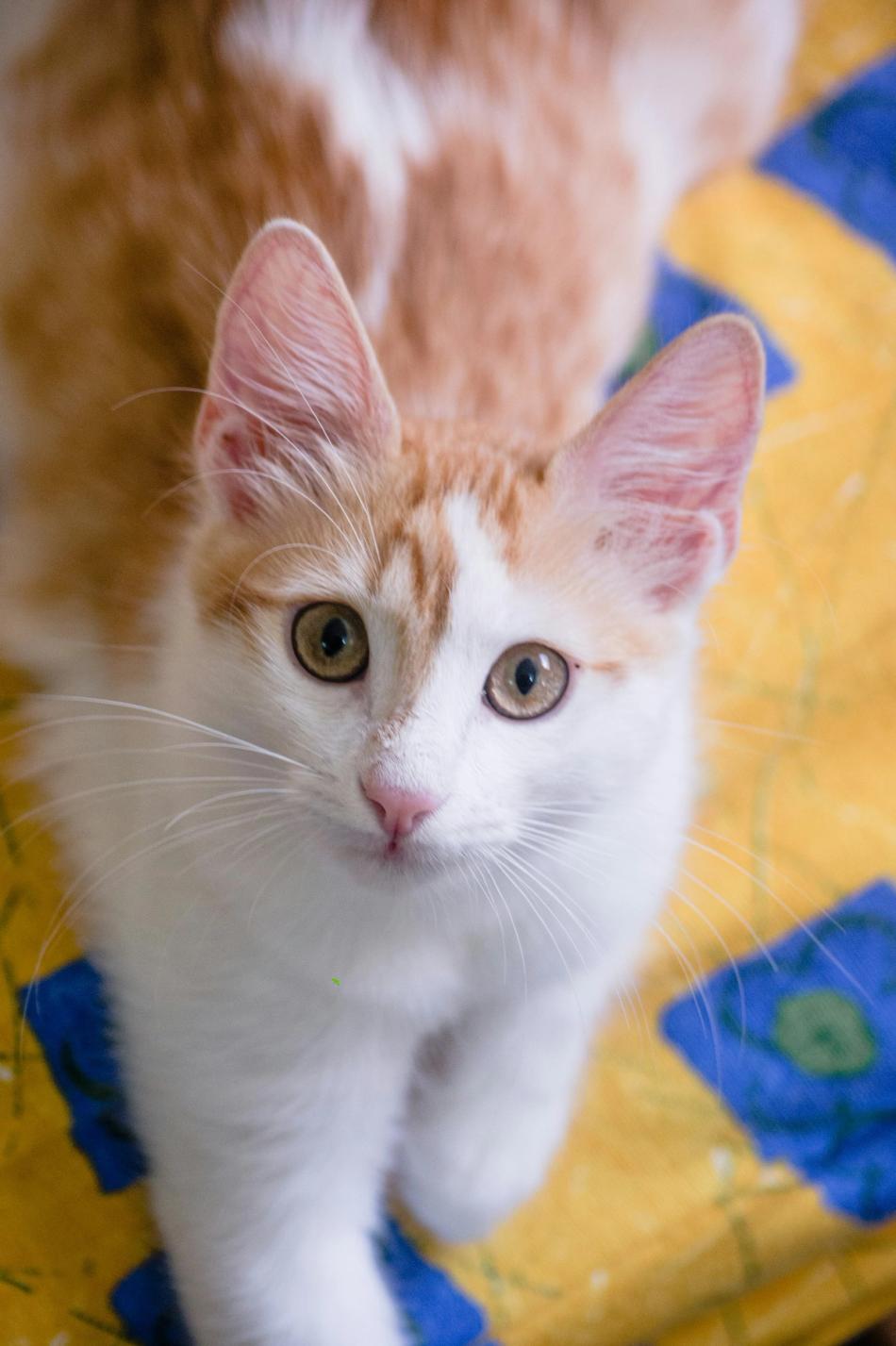 Turkish Van Cat